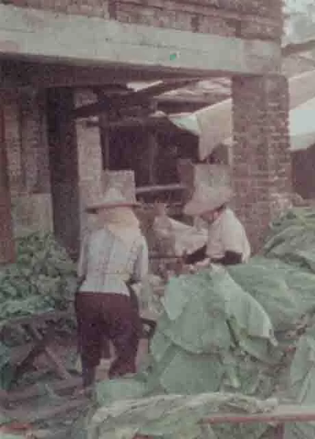 芬芳宝岛系列：传统小镇-美浓